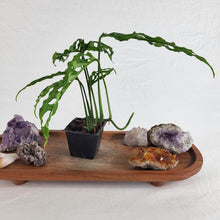 Load image into Gallery viewer, Monstera Obliqua Peru, Exact Plant Ships Nationwide
