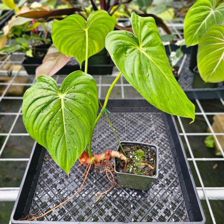 Philodendron Pastazanum, Exact Plant