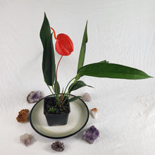 Load image into Gallery viewer, Anthurium Sherzerianum &quot;Pig Tail&quot;, Exact Plant Ships Nationwide
