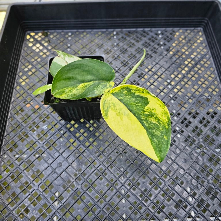 Scindapsus Jade Satin Aurea, Exact Plant Variegated