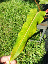 Load image into Gallery viewer, Philodendron Orange Marmalade, Exact Plant Ships Nationwide

