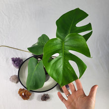 Load image into Gallery viewer, Monstera Borsigiana Albo Deliciosa, Exact Plant Variegated
