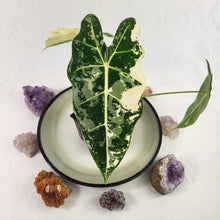 Load image into Gallery viewer, Alocasia Frydek, Exact Plant Variegated
