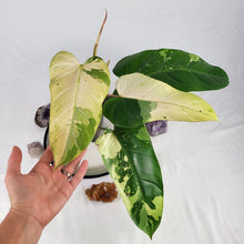 Load image into Gallery viewer, Philodendron Whipple Way, Exact Plant Ships Nationwide
