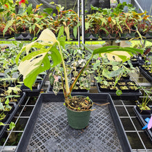 Load image into Gallery viewer, Monstera Borsigiana Albo Deliciosa Variegated exact plant, Fedex 2day*
