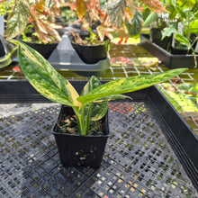 Load image into Gallery viewer, Monstera Peru "Karstenianum", Exact Plant Variegated Ships Nationwide
