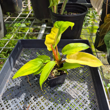 Load image into Gallery viewer, Philodendron Jungle Fever Yellow, Exact Plant Ships Nationwide
