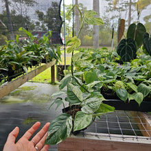 Load image into Gallery viewer, Epipremnum Pinnatum Marble, Exact Plant Variegated Ships Nationwide
