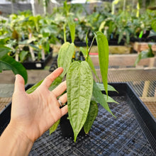 Load image into Gallery viewer, Anthurium Sp. Limon, Exact Plant Multi pot of 4 Ships Nationwide
