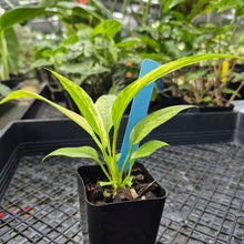 Load image into Gallery viewer, Anthurium Vittarifolium , Exact Plant Variegated Ships Nationwide
