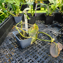 Load image into Gallery viewer, Philodendron Hederaceum Micans Aurea, Exact Plant Variegated Ships Nationwide
