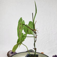 Load image into Gallery viewer, Philodendron Verrucosum, Exact Plant Ships Nationwide
