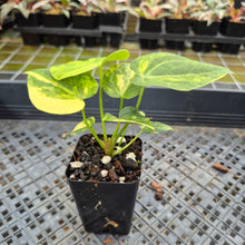Load image into Gallery viewer, Anthurium Clarinervium Variegated exact plant, Fedex 2day*
