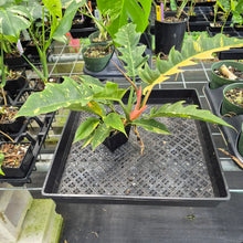 Load image into Gallery viewer, Philodendron Ring Of Fire Variegated exact plant, Fedex 2day*

