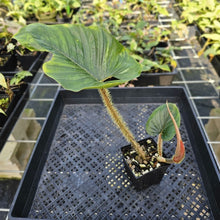 Load image into Gallery viewer, Philodendron Serpens, Exact Plant Ships Nationwide
