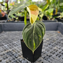 Load image into Gallery viewer, Philodendron Melanochrysum, Exact Plant Variegated Ships Nationwide
