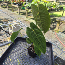 Load image into Gallery viewer, Anthurium Veitchii, Exact Plant
