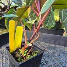 Load image into Gallery viewer, Philodendron Strawberry Shake, Exact Plant Variegated Ships Nationwide

