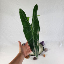 Load image into Gallery viewer, Alocasia Longiloba, Lowii, Argryeia, Exact Plant
