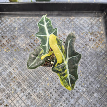 Load image into Gallery viewer, Alocasia Sanderiana 'Nobilis' Aurea, Exact Plant Ships Nationwide

