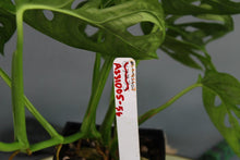Load image into Gallery viewer, Monstera Adansonii Reverted Albo Exact Plant Ships nationwide
