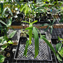 Load image into Gallery viewer, Philodendron Holtonianum, Exact Plant Ships Nationwide
