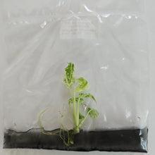 Load image into Gallery viewer, Epipremnum Giganteum variegated tissue culture 2DayAir
