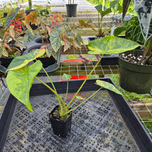 Load image into Gallery viewer, Alocasia Macrorrhiza Schock Treatment, Exact Plant Variegated Ships Nationwide
