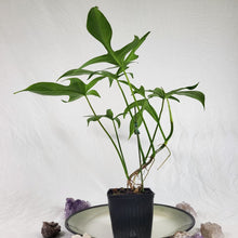 Load image into Gallery viewer, Philodendron Quercifolium x Pedatum 4&quot; pot, Fedex 2 day*
