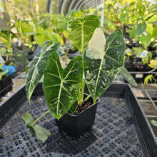 Load image into Gallery viewer, Alocasia Frydek, Exact Plant Variegated Ships Nationwide
