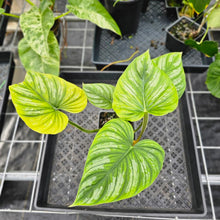 Load image into Gallery viewer, Philodendron Mamei, Exact Plant Ships Nationwide
