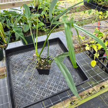 Load image into Gallery viewer, Philodendron Holtonianum, Exact Plant Ships Nationwide
