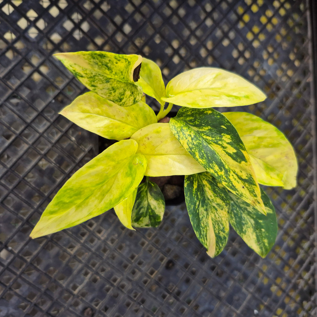 Epipremnum Pinnatum Sunburst, Exact Plant Variegated Ships Nationwide