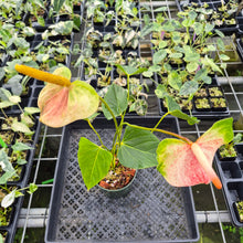 Load image into Gallery viewer, Anthurium Speckled Butterfly Shibori AFF Variegated exact plant, Fedex 2day*
