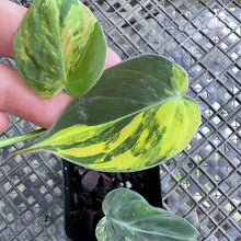 Load image into Gallery viewer, Philodendron Hederaceum Micans Aurea, Exact Plant Variegated Ships Nationwide
