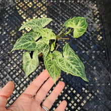 Load image into Gallery viewer, Syngonium Batik 2.5" pot, Fedex 2day*
