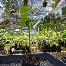 Load image into Gallery viewer, Anthurium Cupulispathum X Pedatum , Exact Plant Ships Nationwide
