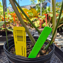 Load image into Gallery viewer, Philodendron Polypodoides, Exact Plant Ships Nationwide
