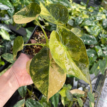 Load image into Gallery viewer, Alocasia Wentii Aurea variegated 4" pot, Fedex 2day*
