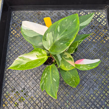 Load image into Gallery viewer, Philodendron White Princess, Exact Plant Variegated
