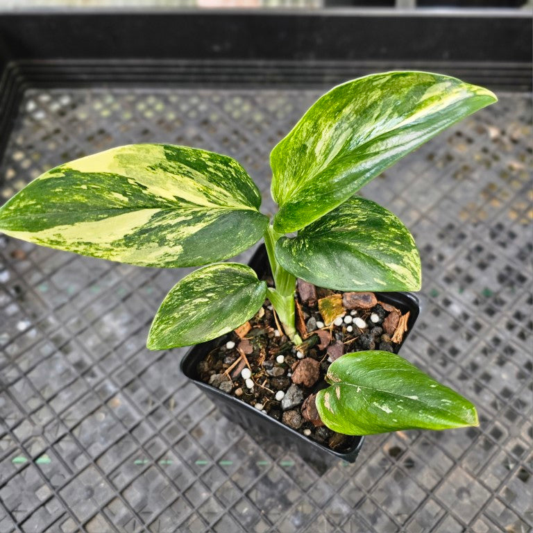 Monstera Standleyana Aurea, Exact Plant Variegated 4'' pot Ships Nationwide