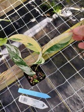 Load image into Gallery viewer, Philodendron Caramel Marble, Exact Plant Variegated Ships Nationwide
