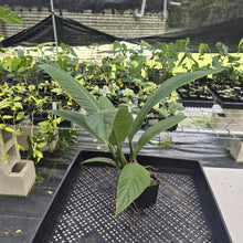 Load image into Gallery viewer, Philodendron Campii Lynette exact plant, Fedex 2day*

