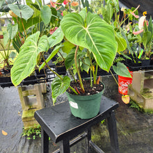 Load image into Gallery viewer, Philodendron Gloriosum, Pink Veined Back, Exact Plant Ships Nationwide
