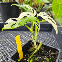 Load image into Gallery viewer, Monstera Adansonii Albo Tricolor, Exact Plant Variegated
