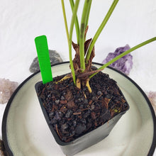 Load image into Gallery viewer, Anthurium Brownii, Exact Plant Ships Nationwide
