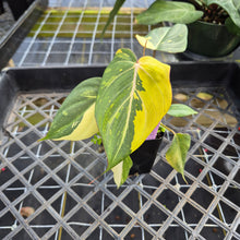 Load image into Gallery viewer, Philodendron Gloriosum variegated, Exact Plant Ships Nationwide
