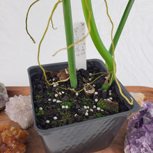 Load image into Gallery viewer, Philodendron Tripartitum 4" pot, Fedex 2day*
