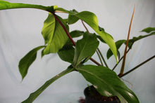 Load image into Gallery viewer, Philodendron 69686 Exact Plant
