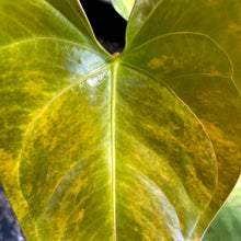 Load image into Gallery viewer, Anthurium Andraeanum White Heart, Exact Plant Variegated Ships Nationwide
